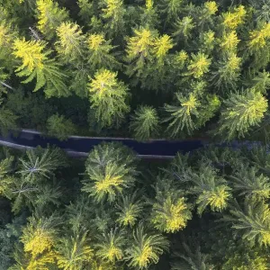 Road through spruce forest from above