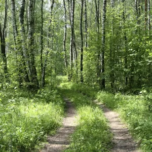 Road in a summer birch forest