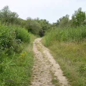 Road throug forest in summer, green trees and meadow Road throug forest in summer, green trees and meadow