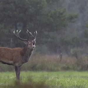 A roaring red deer (Cervus elaphus) in a rain shower