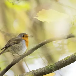 Robin (Erithacus rubecula) on a branch between softly lit autumn leaves in a natural environment