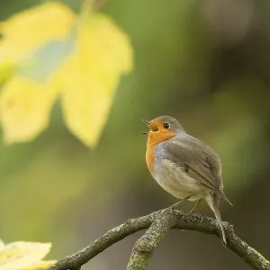 A robin (Erithacus rubecula) calls on a tree branch against a backdrop of yellow autumn leaves