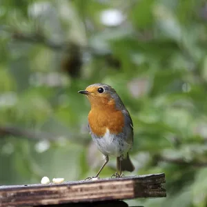 Robin (Erithacus rubecula), color Robin (Erithacus rubecula), color
