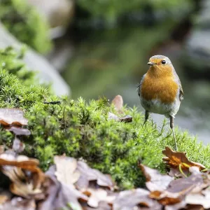 Robin (Erithacus rubecula), Emsland
