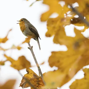 A robin (Erithacus rubecula) sings on a branch between glowing autumn leaves in warm light A robin (Erithacus rubecula) sings on a branch between glowing autumn leaves in warm light