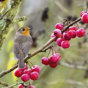 A robin (Erithacus rubecula) sits on a branch laden with red berries A robin (Erithacus rubecula) sits on a branch laden with red berries