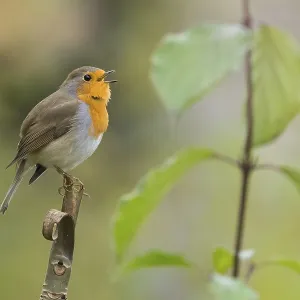 A robin (Erithacus rubecula) sits on a branch and sings surrounded by green leaves in an autumnal atmosphere