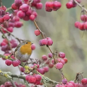 A robin (Erithacus rubecula) sits among bright red berries on a branch in natural surroundings A robin (Erithacus rubecula) sits among bright red berries on a branch in natural surroundings