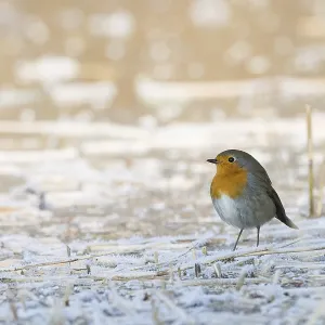 A robin (Erithacus rubecula) stands on a frost-covered ground and conveys a feeling of cold and peace A robin (Erithacus rubecula) stands on a frost-covered ground and conveys a feeling of cold and peace