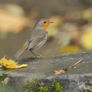 A robin (Erithacus rubecula) stands on a stone with autumn leaves and moss