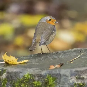 A robin (Erithacus rubecula) on a stone ground with an autumn background