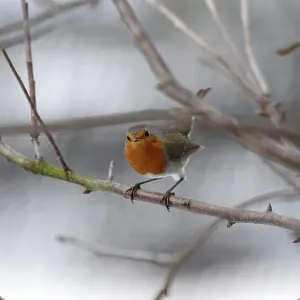 Robin (Erithacus rubecula), tree Robin (Erithacus rubecula), tree