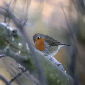 Robin (Erithacus rubecula), tree Robin (Erithacus rubecula), tree