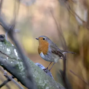 Robin (Erithacus rubecula), tree
