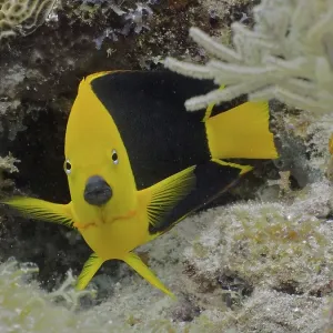 Rock beauty (Holacanthus tricolor) Rock beauty (Holacanthus tricolor)