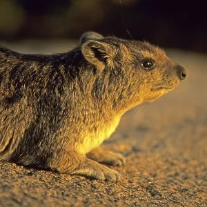 Rock hyrax (Procavia capensis)