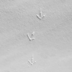 Rock ptarmigan (Lagopus muta, Lagopus mutus) tracks Rock ptarmigan (Lagopus muta, Lagopus mutus) tracks