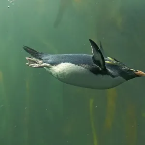 Rockhopper Penguin (Eudyptes chrysocome) Rockhopper Penguin (Eudyptes chrysocome)