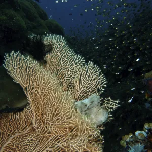 Rocking Fish in Giant Fan Coral Print, Bali, Indonesia Rocking Fish in Giant Fan Coral Print, Bali, Indonesia