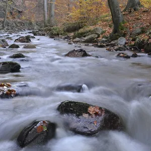 Rocks covered with foliage in the Ilse river Rocks covered with foliage in the Ilse river