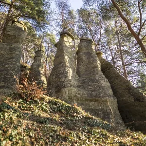 Rocks surrounded by green trees and leafy plants in the forest Rocks surrounded by green trees and leafy plants in the forest