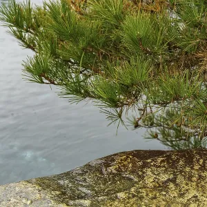 Rocks and tree in a quiet pond Rocks and tree in a quiet pond