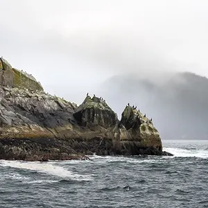 Rocky coast with birds, coastal landscape Rocky coast with birds, coastal landscape