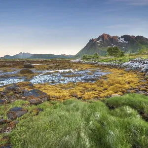 Rocky coast with grass and seaweed