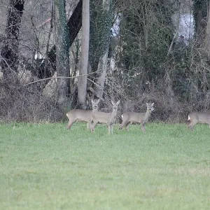 Roe deer (Capreolus capreolus) Roe deer (Capreolus capreolus)
