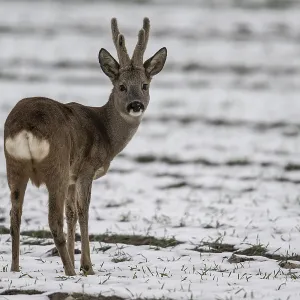 Roe Deer Print, Lower Saxony, Germany
