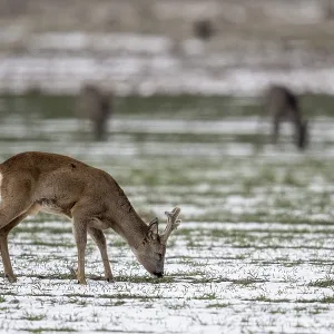 Roe Deer Print, Lower Saxony, Germany