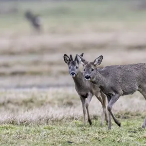 Roe Deer Print, Lower Saxony, Germany