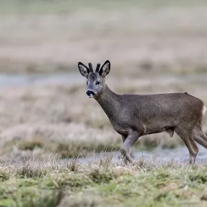 Roe Deer Print, Lower Saxony, Germany