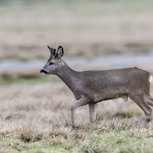 Roe Deer Print, Lower Saxony, Germany