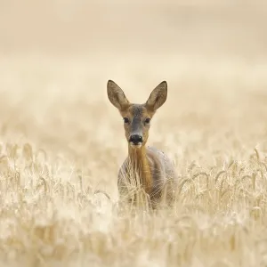Roe deer (Capreolus capreolus) adult female doe animal in a farmland barley field in summer Roe deer (Capreolus capreolus) adult female doe animal in a farmland barley field in summer