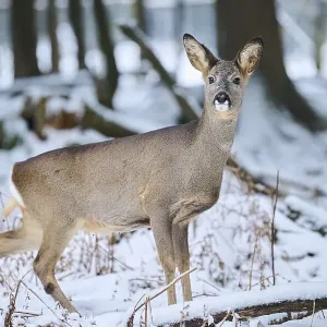 Roe deer winter forest print Roe deer winter forest print
