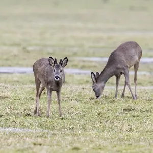 Roe deer (Capreolus capreolus) Print, Lower Saxony, Germany