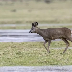 Roe deer (Capreolus capreolus) Print, Lower Saxony, Germany