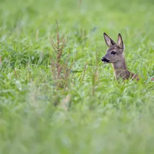 Roe deer, fawn (Capreolus capreolus) Roe deer, fawn (Capreolus capreolus)