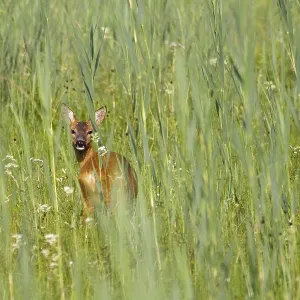 Roe deer in meadow (Capreolus capreolus) Roe deer in meadow (Capreolus capreolus)