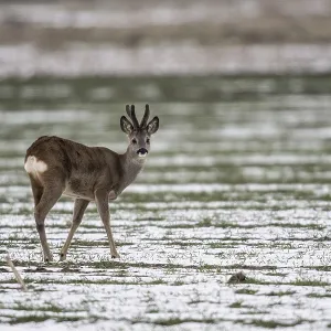 Roe Deer Print, Lower Saxony, Germany