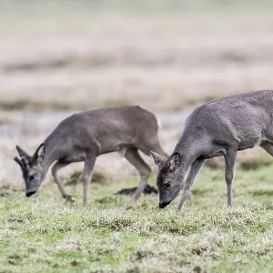 Roe Deer Print, Lower Saxony, Germany