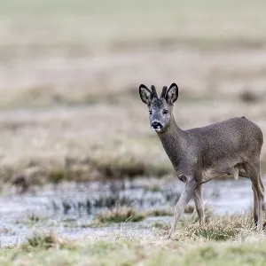 Roe Deer Print, Lower Saxony, Germany