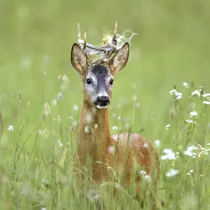 Roebuck, (Capreolus capreolus) Roebuck, (Capreolus capreolus)