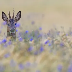 A roebuck (Capreolus capreolus) peers attentively out of a barley field with flowering cornflowers (Centaurea cyanus) A roebuck (Capreolus capreolus) peers attentively out of a barley field with flowering cornflowers (Centaurea cyanus)