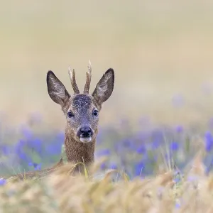 A roebuck (Capreolus capreolus) peers attentively out of a barley field with flowering cornflowers (Centaurea cyanus) A roebuck (Capreolus capreolus) peers attentively out of a barley field with flowering cornflowers (Centaurea cyanus)