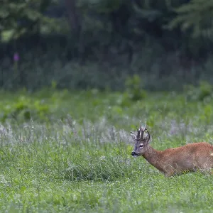 Roebuck (Capreolus capreolus) in best physical condition Roebuck (Capreolus capreolus) in best physical condition