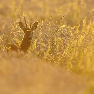 Roebuck (Capreolus capreolus) in the evening light Roebuck (Capreolus capreolus) in the evening light