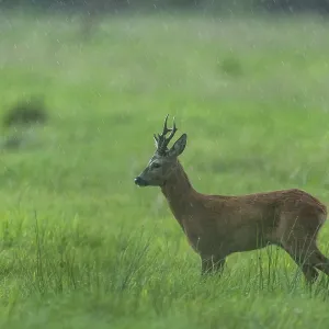 Roebuck (Capreolus capreolus) in the rain in a meadow Roebuck (Capreolus capreolus) in the rain in a meadow
