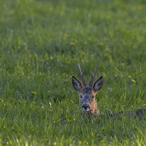 A roebuck (Capreolus capreolus) resting in a meadow A roebuck (Capreolus capreolus) resting in a meadow